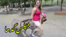 Jealous Donkey