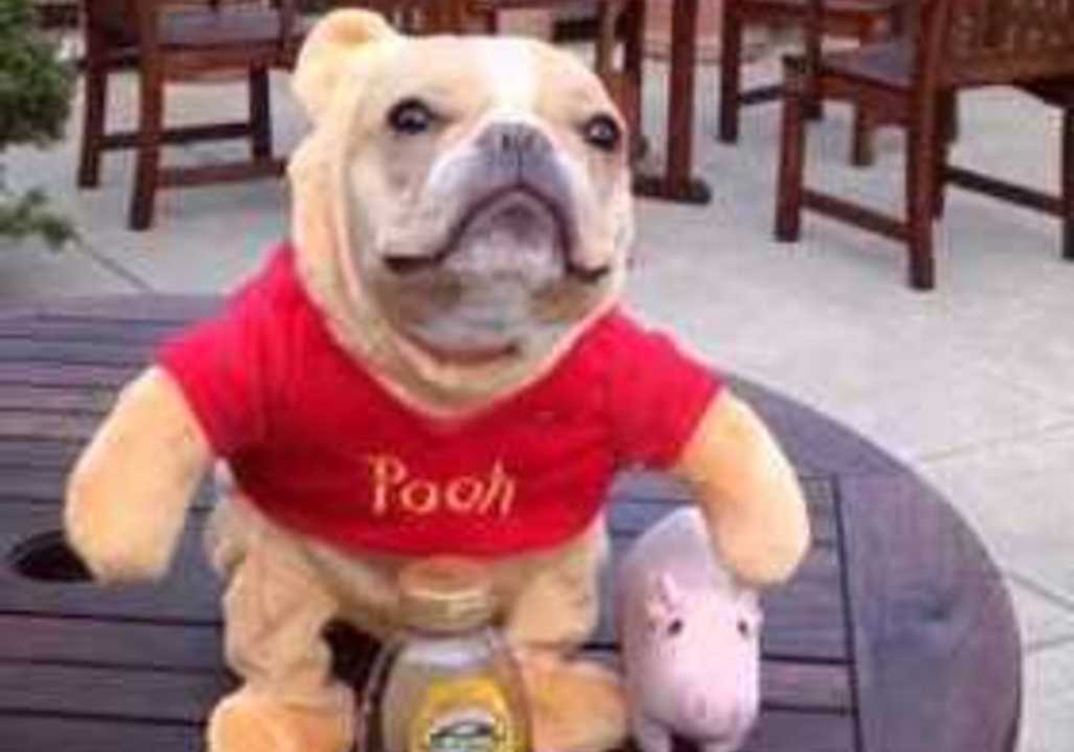Bulldog Wears Perfect Winnie the Pooh Costume - video Dailymotion