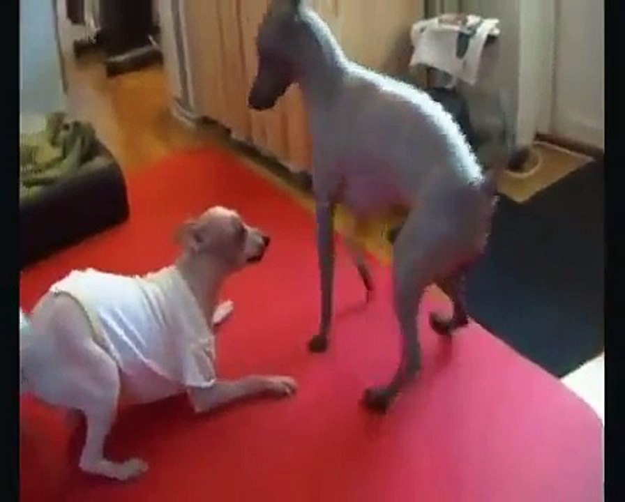 Dog Mating Video Made Simple (STEP BY STEP) Dailymotion Video