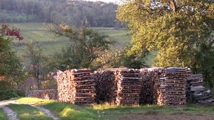 Le Patrimoine Environnemental de Wangen (Alsace)