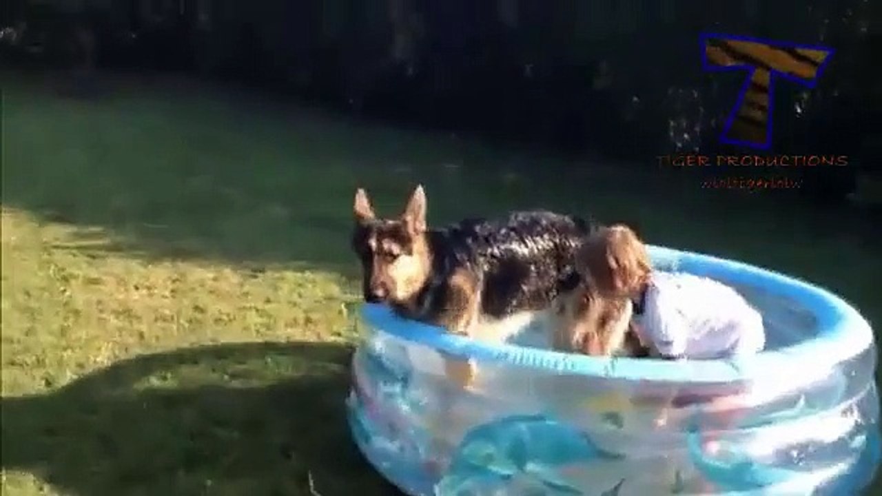 Funny babies & animals bathing together - Cute baby And animal compilation - Babies Funny Videos