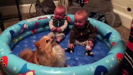 Ce que font ces jumeaux quand ce Spitz Nain saute est surprenant