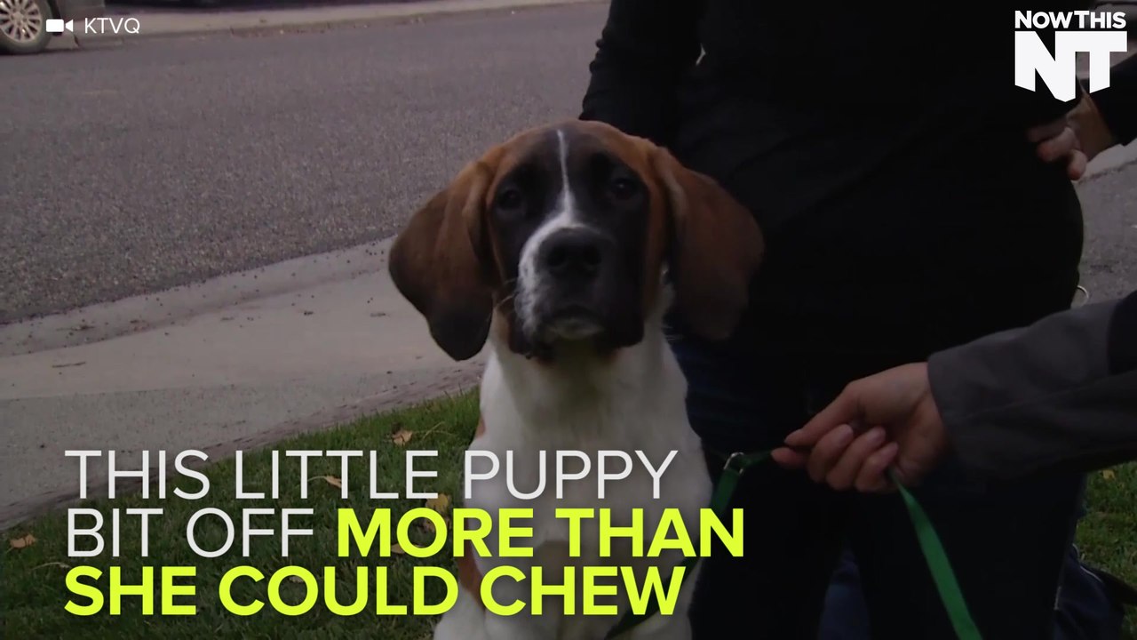 Puppy Bites Off More Than She Can Chew, Literally