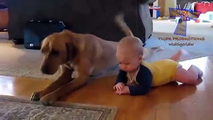 Funny babies imitating dogs - Cute dog  baby compilation - Funny Videos Babies And Dog