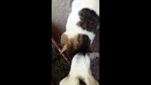 Pet husky dog licks wound on cat's head