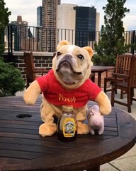 Bulldog Wears Perfect Winnie the Pooh Costume