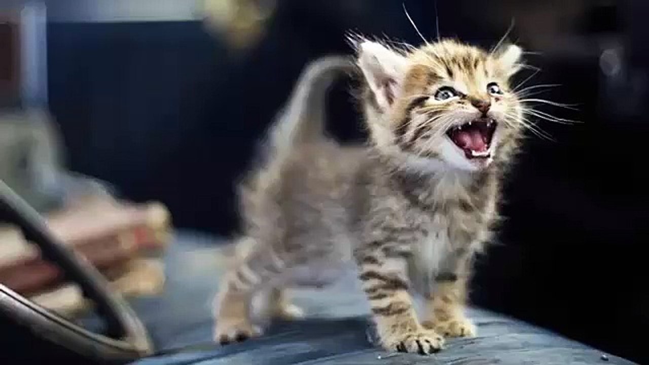 Little kittens meowing and talking - Cute cat compilation - Funny ...