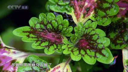 CCTVHD.Nourished.By.The.Same.River.EP05.HDTV.720P.x264
