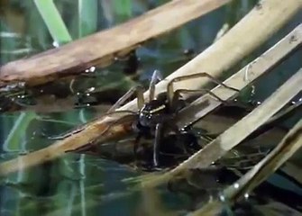Britain's great raft spider catches a fish
