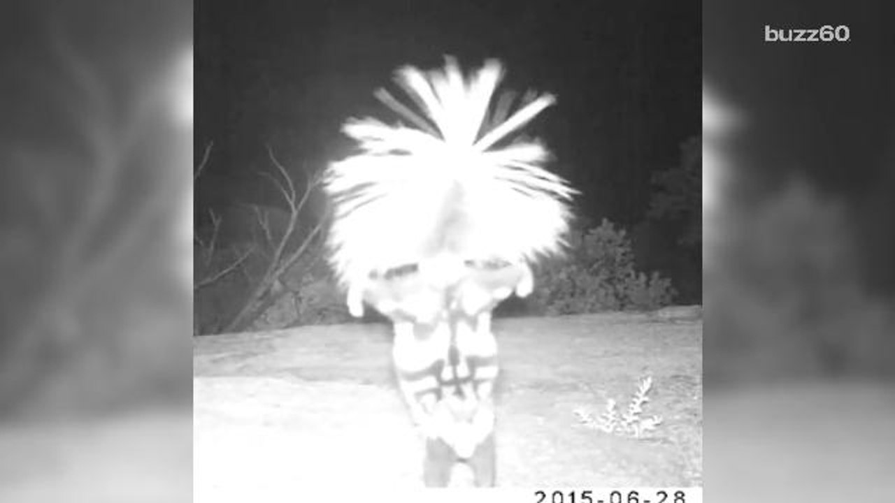 Skunk does a handstand to the camera as it gets...
