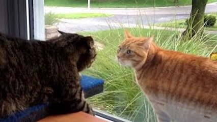 Funny Cats Fighting Through Glass [HD]