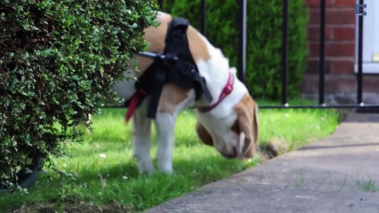 Beagle with Broken Back Uses Wheels to Walk