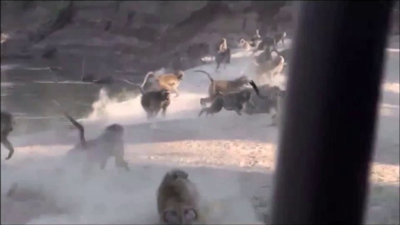 Baboons Attack a Leopard