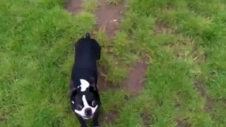 Amazing Dog Backflip