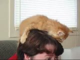 Nigel the Orange Ginger Cat Eats Hair