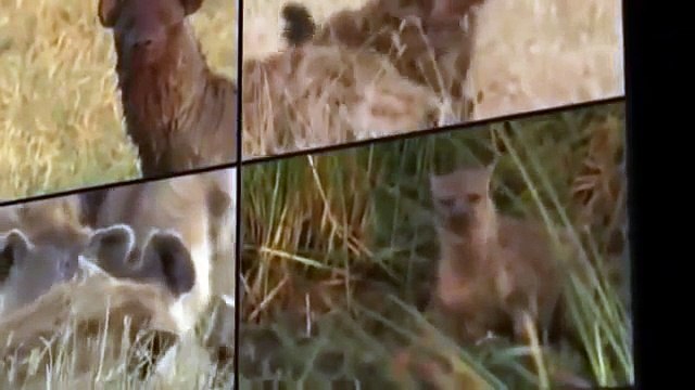 Documental de Leones WILD National Geographic Documentales Matar o Morir