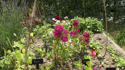 Jinjur au jardin partagé des Jeunes pouces