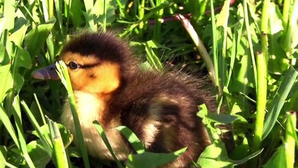 True Facts About The Duck