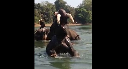 Moment de détente avec des éléphants
