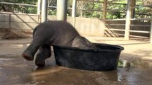 Baby elephant bathing in the bathtub