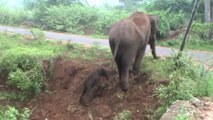 親子愛と野生動物のたくましさ！生まれたばかりの赤ちゃんゾウを手助けする母親ゾウの姿に感動