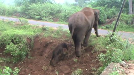 親子愛と野生動物のたくましさ！生まれたばかりの赤ちゃんゾウを手助けする母親ゾウの姿に感動