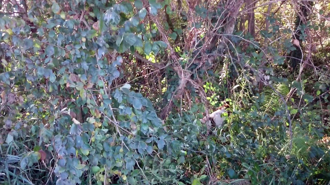 LASCAR DE LA PLAINE DU MAILHOL 6.5mois1