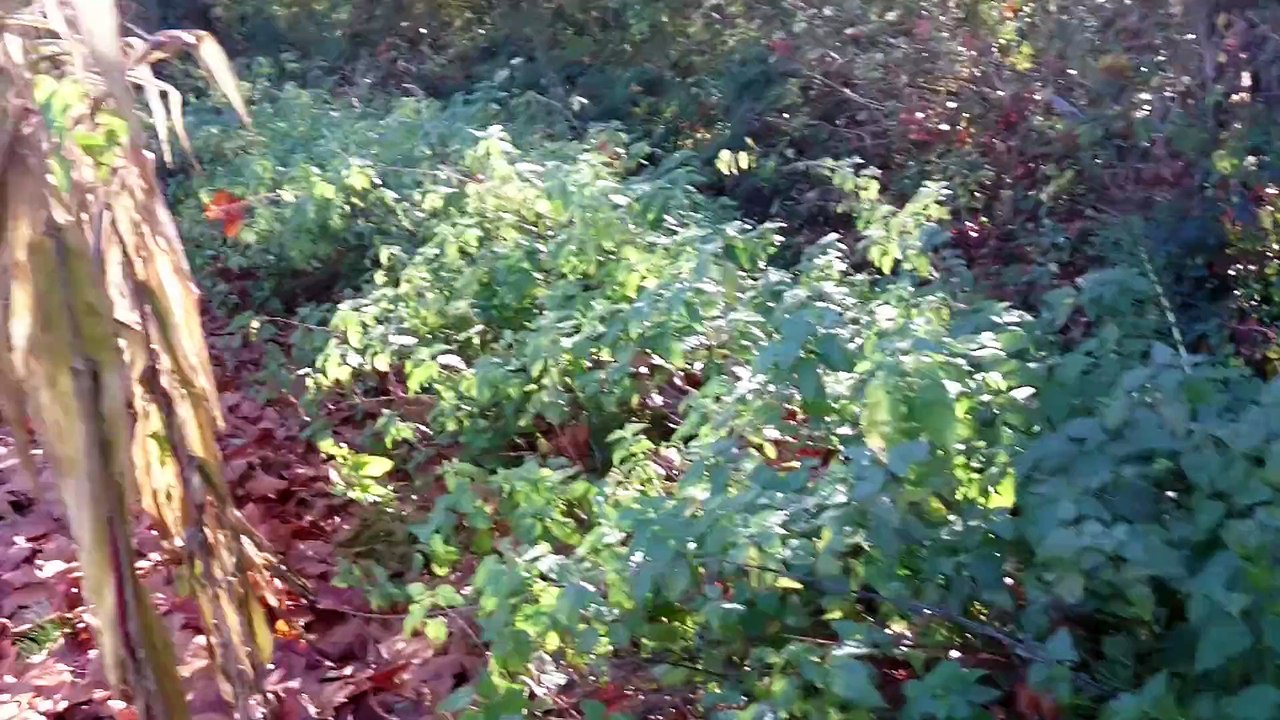 LASCAR DE LA PLAINE DU MAILHOL6.5mois2