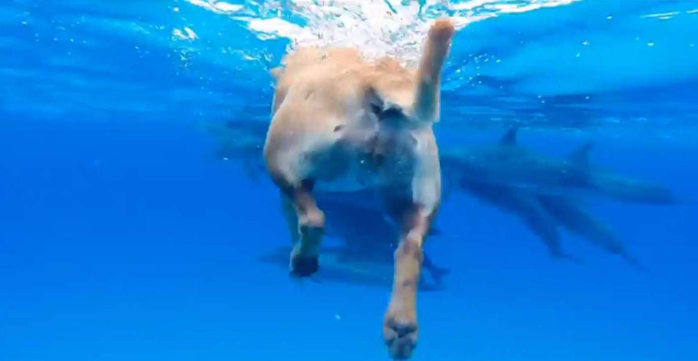 Perro y Delfines juntos