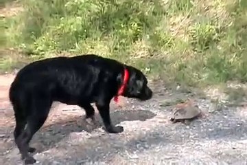 Perro Enfrenta A.Una Tortuga! ★ Perros Locos Humor Divertidos Chistosos risa