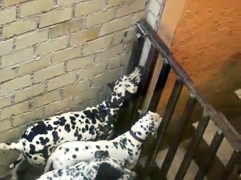 Perro Increible Ayuda A Toda La Banda A Escapar! ★ Perros Locos Humor Divertidos Chistosos risa