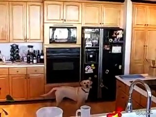 Perro Me Trae La Cerveza! ★ Perros Locos Humor Divertidos Chistosos risa