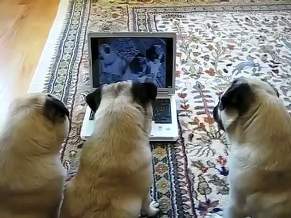 Perros Locos Obsesionados Con Youtube! ★ Perros Locos Humor Divertidos Chistosos