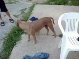 Problema De Tamaño Entre Perros ★ Perros Locos Humor Divertidos Chistosos risa