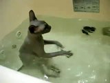 Que Lindo Ver Un Gato Feliz En El Agua! ★ humor gatos - video divertido gatos chistosos risa gato