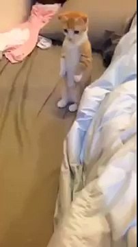 Kitten waits patiently for his bed to get cleaned