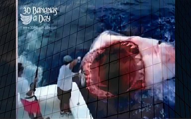 MEGALODON SHARK ATTACK boat off Florida coast Real or fake when animals attack