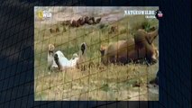 Mongoose vs lion Fight of a tiny small animal and huge lion Mongoose the Winner Rare shots   YouTube
