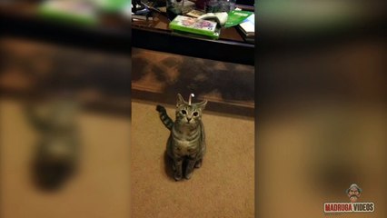 O gatinho vs Fita adesiva