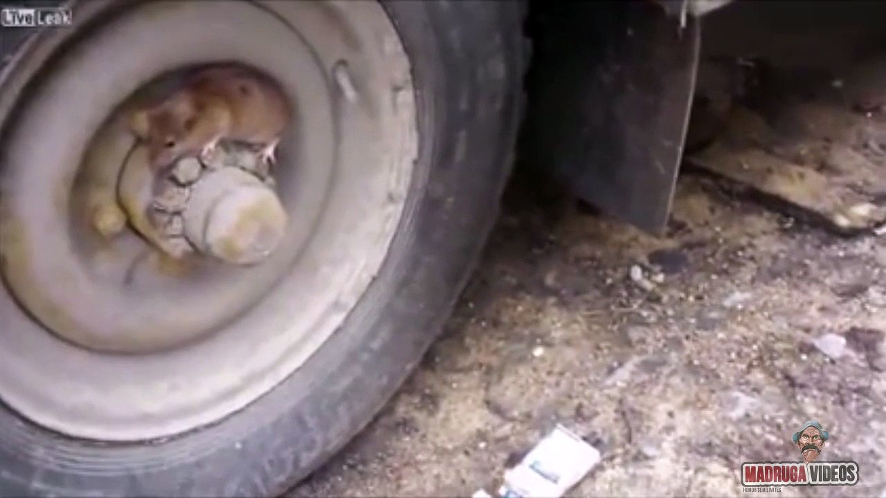 Tom e Jerry da vida real