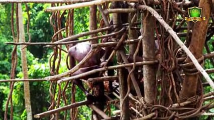 أغرب طرق اختبار الرجولة حول العالم