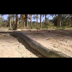 العثور على ثعبان‬ يعتبر الأكبر في ‫تونس‬ في مدينة دوز بقبلـــي‬ شي يفجع