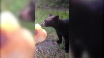 Hungry, Hungry Bear  Poppin' Chips