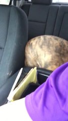 Dog cries after mom drops son off at school