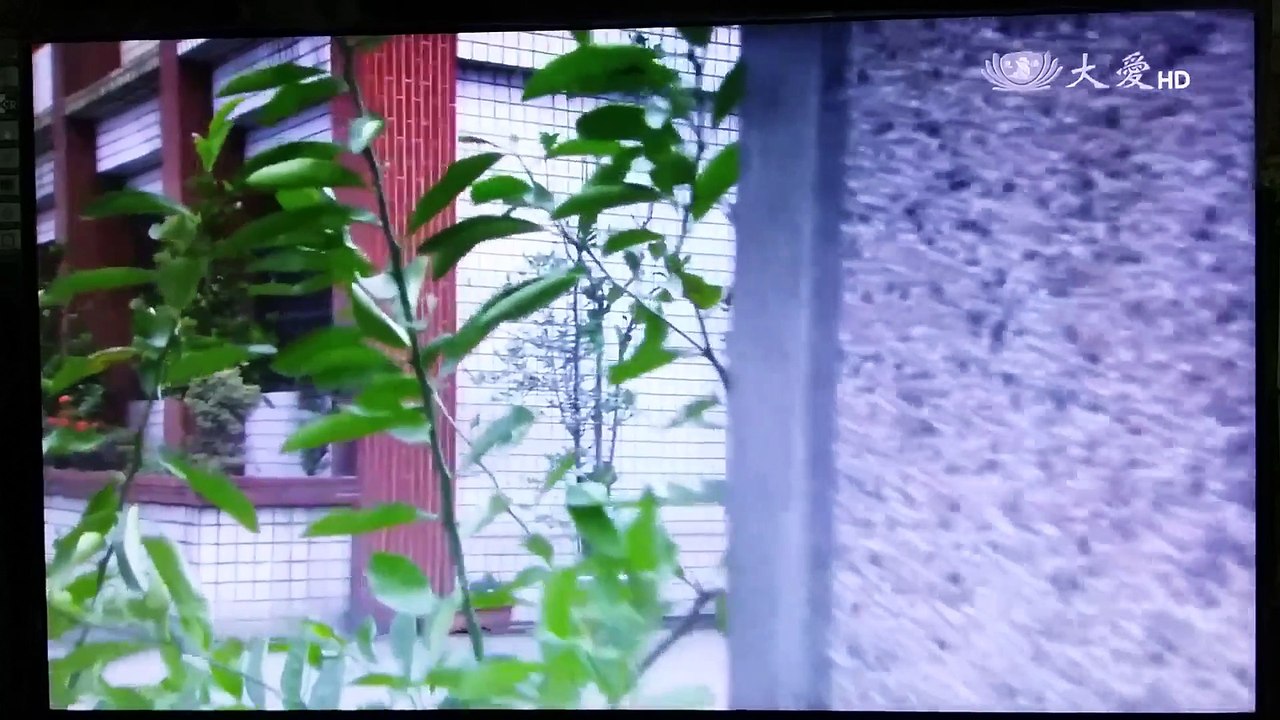 萬里桂花香