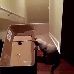 This is so mean but I can't stop laughing - 10Youtube.com