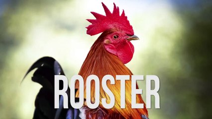 This Is What Animals Sound Like In 10 Different