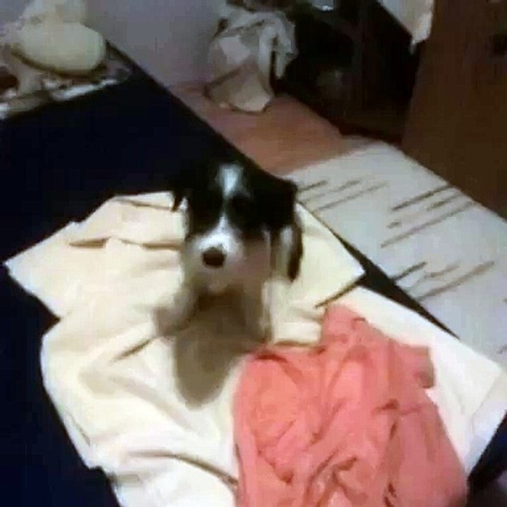 my puppy