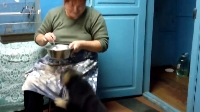 Щенок так хотел есть, что заговорил по-человечески