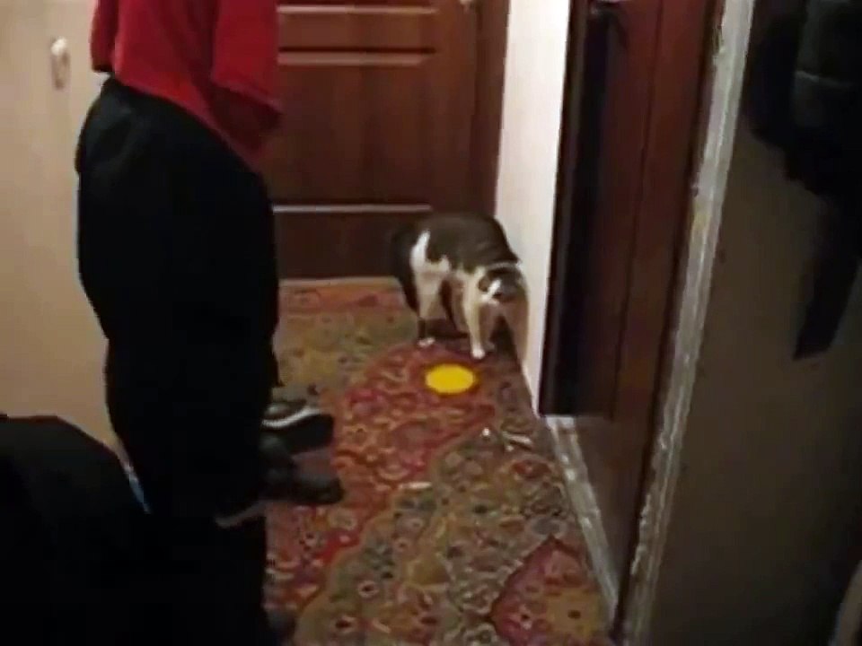 Уйди! Уйди! Говорящий кот